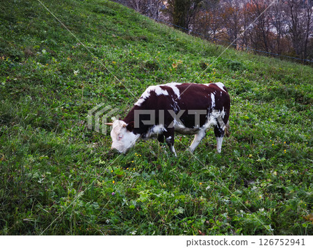 Dairy cow grazing among golden fall leaves on lush alpine meadow near mont blanc, capturing pastoral mountain landscape Dairy cow grazing among golden fall leaves on lush alpine meadow near mont blanc, capturing pastoral mountain landscape 126752941