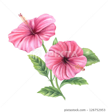 Hibiscus branch with vibrant pink blossoms watercolor illustration isolated background. Rose mallow for tropical wedding invitations, spa product packaging, greeting cards, textile pattern Hibiscus branch with vibrant pink blossoms watercolor illustration isolated background. Rose mallow for tropical wedding invitations, spa product packaging, greeting cards, textile pattern 126752953