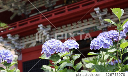 Hydrangeas blooming on a clear day in the rainy season Amabiki Kannon Hydrangeas blooming on a clear day in the rainy season Amabiki Kannon 126753078