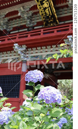 雨引觀音寺院內盛開的繡球花 126753109