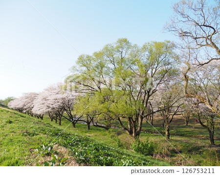 Kanbayashi Waterside School [Murakami City, Niigata Prefecture] 126753211