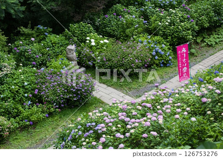 鳥之山神社的繡球花風景 鳥之山神社的繡球花風景 126753276