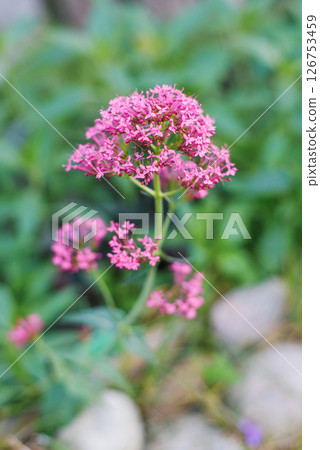 Pink Valerian Centranthus Ruber, Wild Garden Flower in Bloom 126753459