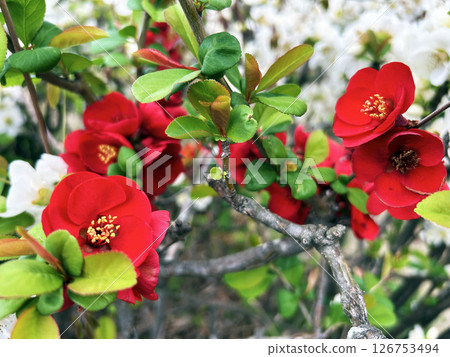 鮮豔的紅色花朵 126753494