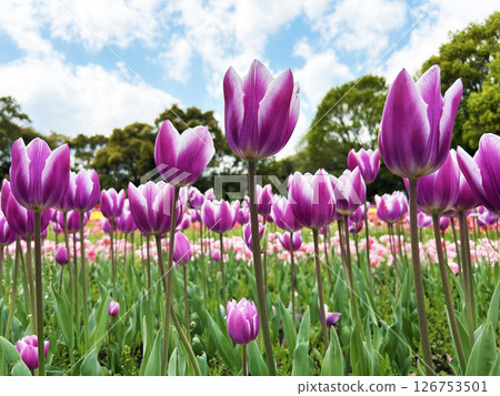 A tulip that shines in the blue sky 126753501