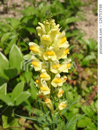 窄葉蘭花 126753598