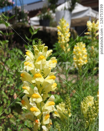 Narrow-leaf orchid 126753599