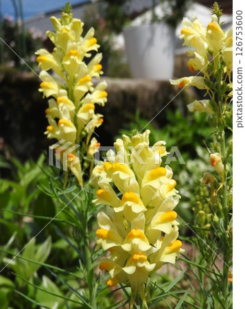 Narrow-leaf orchid 126753600