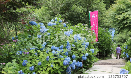 鷲尾山上神社參道上盛開的繡球花 鷲尾山上神社參道上盛開的繡球花 126753797