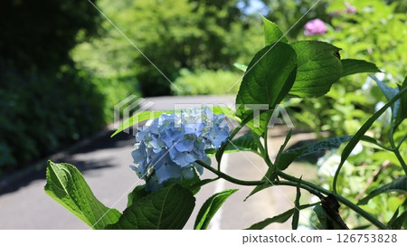 初夏，笠間藝術森林公園內盛開的繡球花 126753828