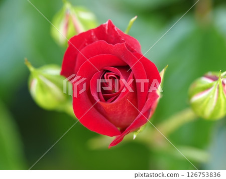 Red roses blooming in the rose garden 126753836