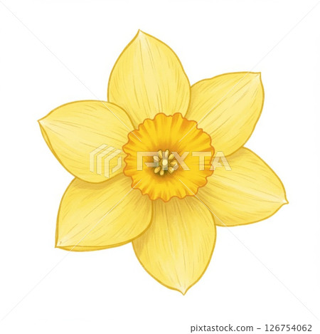 Yellow Daffodil Flower Illustration on White Background 126754062