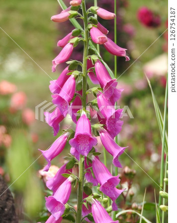 Foxglove flower (a.k.a. Foxglove) 126754187