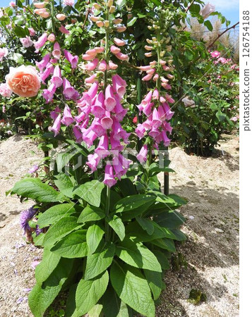 Foxglove flower (a.k.a. Foxglove) Foxglove flower (a.k.a. Foxglove) 126754188