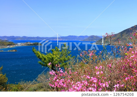 [Ehime Prefecture] Spring cherry blossoms bloom at Hakatajima Kaizan Park and Tatara Bridge (Shimanami Kaido) 126754208