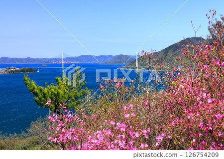 [Ehime Prefecture] Spring cherry blossoms bloom at Hakatajima Kaizan Park and Tatara Bridge (Shimanami Kaido) 126754209
