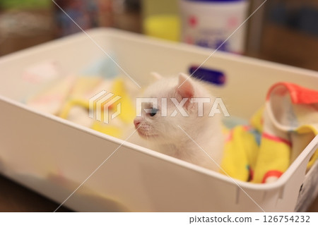 White cat 126754232