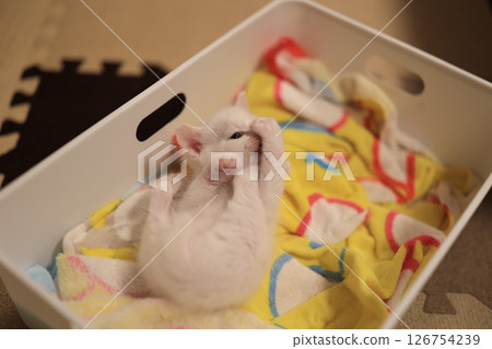 White cat 126754239