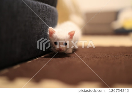 白貓 126754243