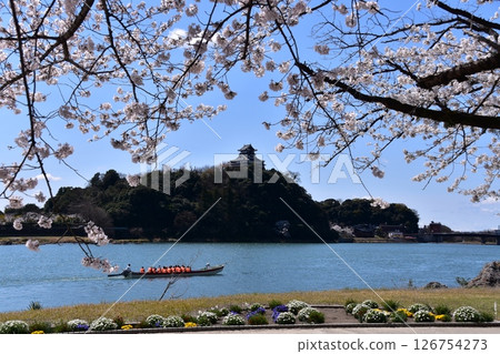 日本愛知縣犬山市:春天的犬山城和盛開的櫻花,木曾川上的遊覽船,美麗的藍天和花壇 日本愛知縣犬山市:春天的犬山城和盛開的櫻花,木曾川上的遊覽船,美麗的藍天和花壇 126754273