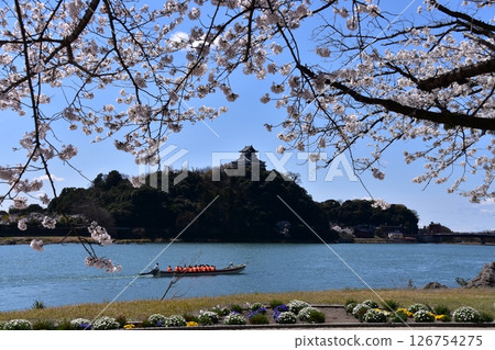Inuyama City, Aichi Prefecture, Japan: Inuyama Castle in spring and cherry blossoms in full bloom, a sightseeing boat on the Kiso River, a beautiful blue sky and flower beds 126754275