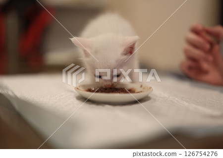 白貓 白貓 126754276