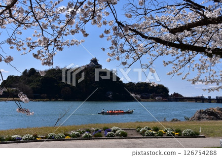 Inuyama City, Aichi Prefecture, Japan: Inuyama Castle in spring and cherry blossoms in full bloom, a sightseeing boat on the Kiso River, a beautiful blue sky and flower beds 126754288