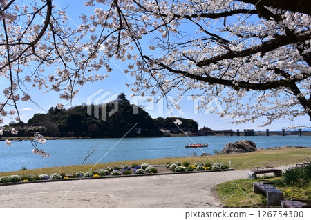Inuyama City, Aichi Prefecture, Japan: Inuyama Castle in spring and cherry blossoms in full bloom, a sightseeing boat on the Kiso River, a beautiful blue sky and flower beds Inuyama City, Aichi Prefecture, Japan: Inuyama Castle in spring and cherry blossoms in full bloom, a sightseeing boat on the Kiso River, a beautiful blue sky and flower beds 126754300