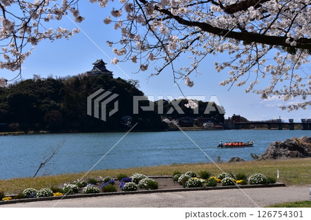 日本愛知縣犬山市:春天的犬山城和盛開的櫻花,木曾川上的遊覽船,美麗的藍天和花壇 日本愛知縣犬山市:春天的犬山城和盛開的櫻花,木曾川上的遊覽船,美麗的藍天和花壇 126754301
