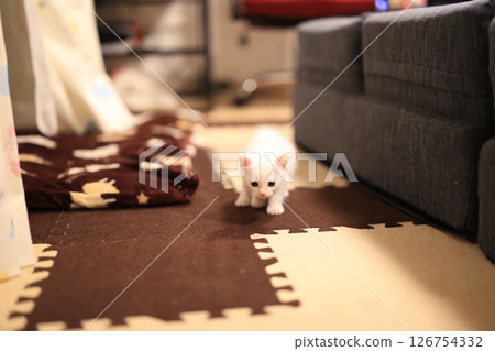 白貓 126754332