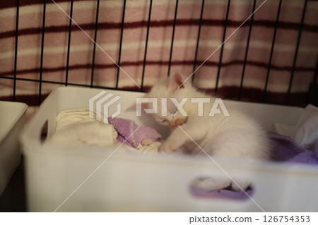 white cat, kitty, pussy 126754353