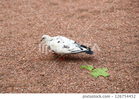 An Elegant White Pigeon gracefully perched on a Gravel Path in a serene urban setting 126754452