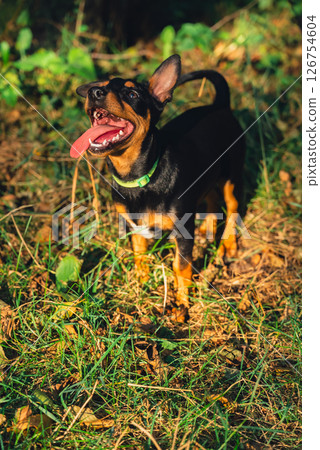 Deutscher Jagdterrier dog playing outside with ball. Terrier playing with colorful toy in grass lawn during summer. Pet humanization Deutscher Jagdterrier dog playing outside with ball. Terrier playing with colorful toy in grass lawn during summer. Pet humanization 126754604