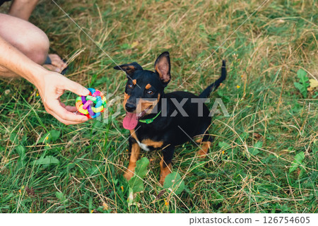 Deutscher Jagdterrier dog playing outside with ball. Terrier playing with colorful toy in grass lawn during summer. Pet humanization Deutscher Jagdterrier dog playing outside with ball. Terrier playing with colorful toy in grass lawn during summer. Pet humanization 126754605