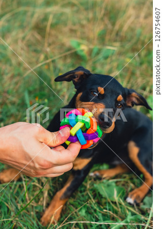 Hunt terrier playing with its owner outdoors summer time. Playful puppy Jagdterrier breed training session in park. Cynologist trained by its owner 126754607