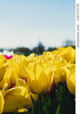 Yellow Tulip flowers blooming in the garden field landscape. Beautiful spring garden with many Yellow tulips outdoors. Blooming floral park in sunrise light. Stripped tulips growing in flourish meadow Yellow Tulip flowers blooming in the garden field landscape. Beautiful spring garden with many Yellow tulips outdoors. Blooming floral park in sunrise light. Stripped tulips growing in flourish meadow 126754739