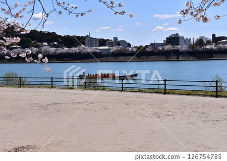Inuyama City, Aichi Prefecture, Japan, near Inuyama Castle in spring, cherry blossoms in full bloom and beautiful blue skies, a pleasure boat sailing along the Kiso River and passengers enjoying cherry blossom viewing 126754785