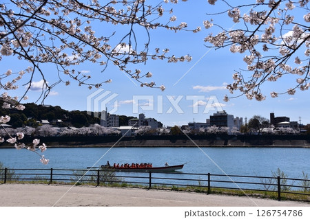 Inuyama City, Aichi Prefecture, Japan, near Inuyama Castle in spring, cherry blossoms in full bloom and beautiful blue skies, a pleasure boat sailing along the Kiso River and passengers enjoying cherry blossom viewing 126754786
