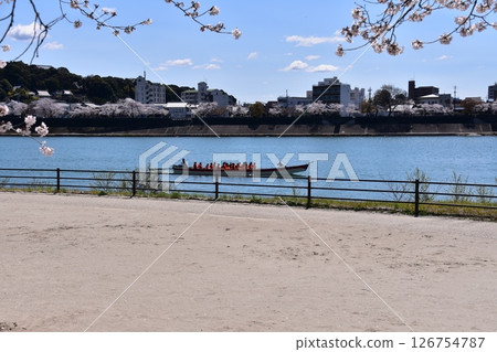 日本愛知縣犬山市，春天的犬山城附近，櫻花盛開，藍天白雲，遊船沿著木曾川航行，乘客們正在欣賞櫻花 126754787
