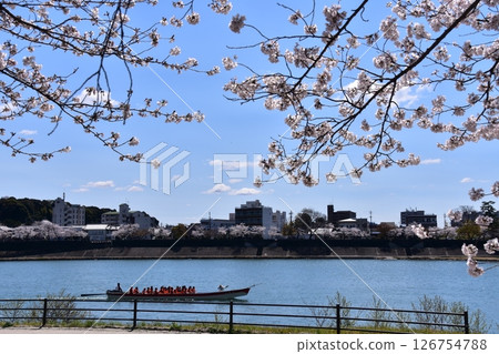 日本愛知縣犬山市，春天的犬山城附近，櫻花盛開，藍天白雲，遊船沿著木曾川航行，乘客們正在欣賞櫻花 126754788