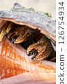Hermit crab taking refuge in a shell 126754934