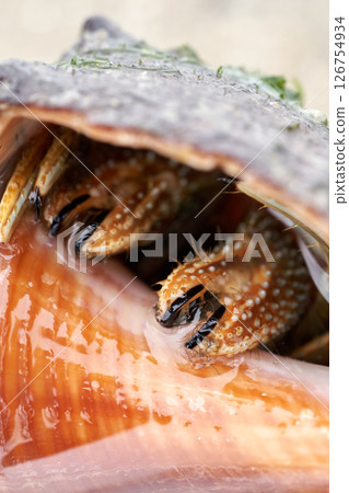 Hermit crab taking refuge in a shell 126754934