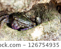 A purple climber crab hiding during low tide 126754935