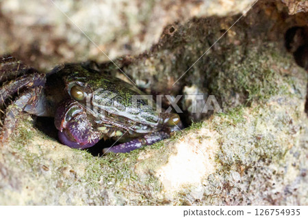 A purple climber crab hiding during low tide A purple climber crab hiding during low tide 126754935