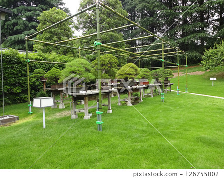 Bonsai at Yushintei, Japanese-style Annex, Akasaka Palace State Guest House 126755002
