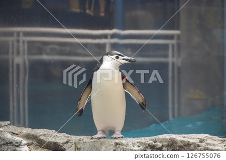 站在岩石上的帽帶企鵝 126755076