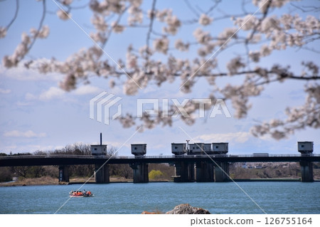 日本愛知縣犬山市，春天的犬山城附近，櫻花盛開，藍天白雲，木曾川上的觀光船和萊茵橋 126755164