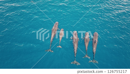 Four pilot whales, including a calf child, are swimming together in crystal-clear turquoise water, creating a heartwarming scene of marine wildlife. Wild nature ocean travel background, top down view Four pilot whales, including a calf child, are swimming together in crystal-clear turquoise water, creating a heartwarming scene of marine wildlife. Wild nature ocean travel background, top down view 126755217