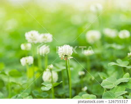 五月田白三葉草花 10 五月田白三葉草花 10 126755317