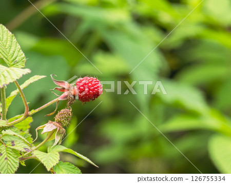 五月的田野和山脈。草莓長出了紅色的漿果。 05 五月的田野和山脈。草莓長出了紅色的漿果。 05 126755334